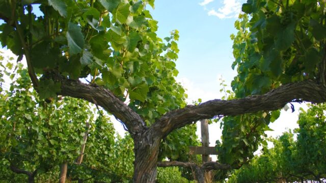 05e4f8ff0c66f4e5ccb21b173e0016c6_-victoria-macedon-ranges-shire-lancefield-curly-flat-vineyard-03-5429-1956html-1.jpg