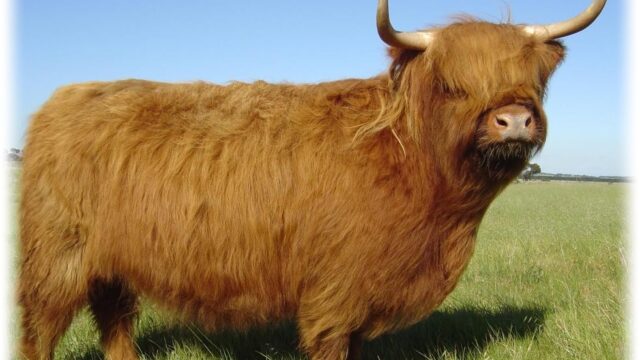 3d2617ebaee8df179e75b5449cd2e627_-victoria-macedon-ranges-shire-gisborne-bairnsley-highland-cattle-0409-196-110html-1.jpg