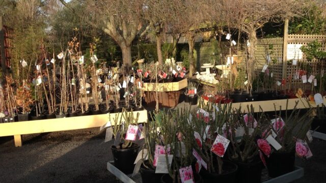 3dd6bed46f71638d02c0649a805ce32f_-victoria-macedon-ranges-shire-tylden-spring-hill-nursery-garden-03-5424-8315html-1.jpg
