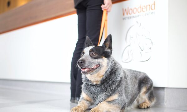 632b2f2befd478a5620264253af13d0e_-victoria-macedon-ranges-shire-woodend-woodend-veterinary-centrehtml-1.jpg