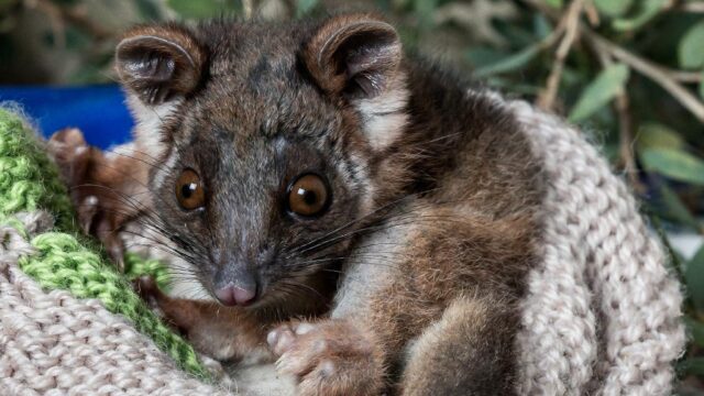 92fc82ffb973dbccd4a2f9ffb68b4634_-victoria-macedon-ranges-shire-kyneton-humane-possum-removal-kyneton-03-6145-0197html.jpg