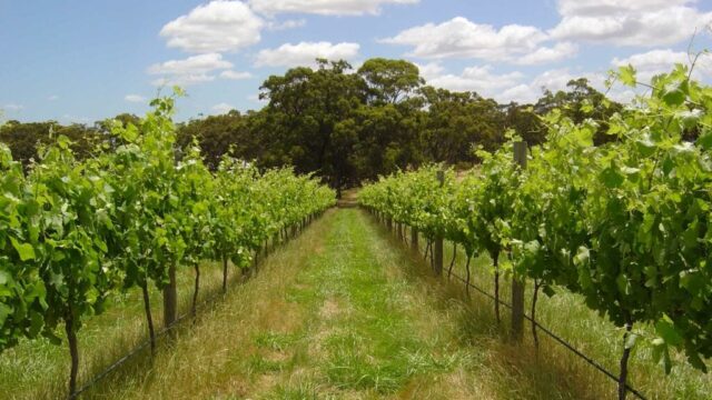 a4b807c698d989e0ed8351bac4a948c9_-victoria-mount-alexander-shire-barfold-barfold-estate-03-5423-4225html.jpg