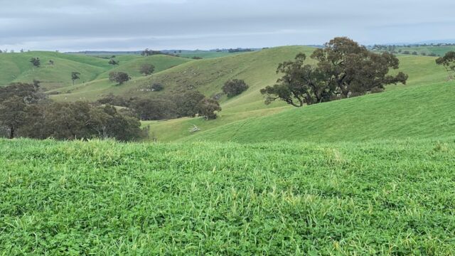 ab97b0da13b0d4d5dfab02b5fda9d227_-victoria-macedon-ranges-shire-sidonia-macedon-ranges-lamb-0409-450-113html.jpg