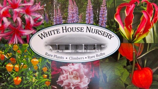 f443375a9bf23c75a952c688b51c1df6_-victoria-macedon-ranges-shire-ashbourne-white-house-nursery-0419-002-651html.jpg